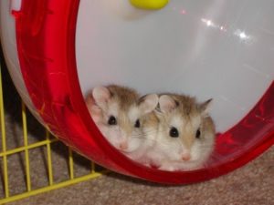 hamsters1